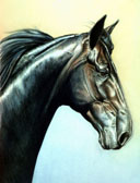 Standardbred, Equine Art - Royal Strength